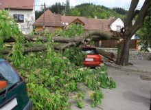 Kwikfynd Tree Cutting Services
langleyqld